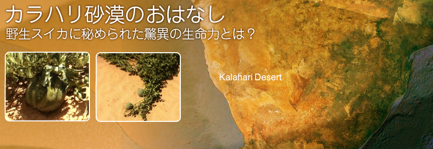 シトルリンの発見　カラハリ砂漠のおはなし